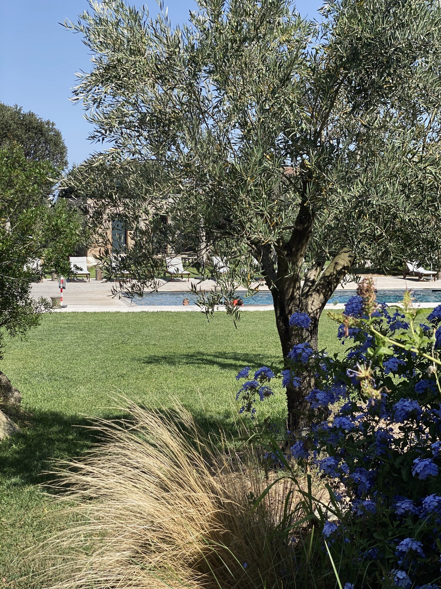 piscine et oliviers en Corse