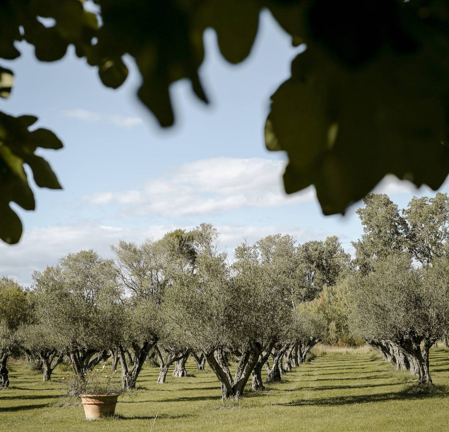 champ d'oliviers en Provence