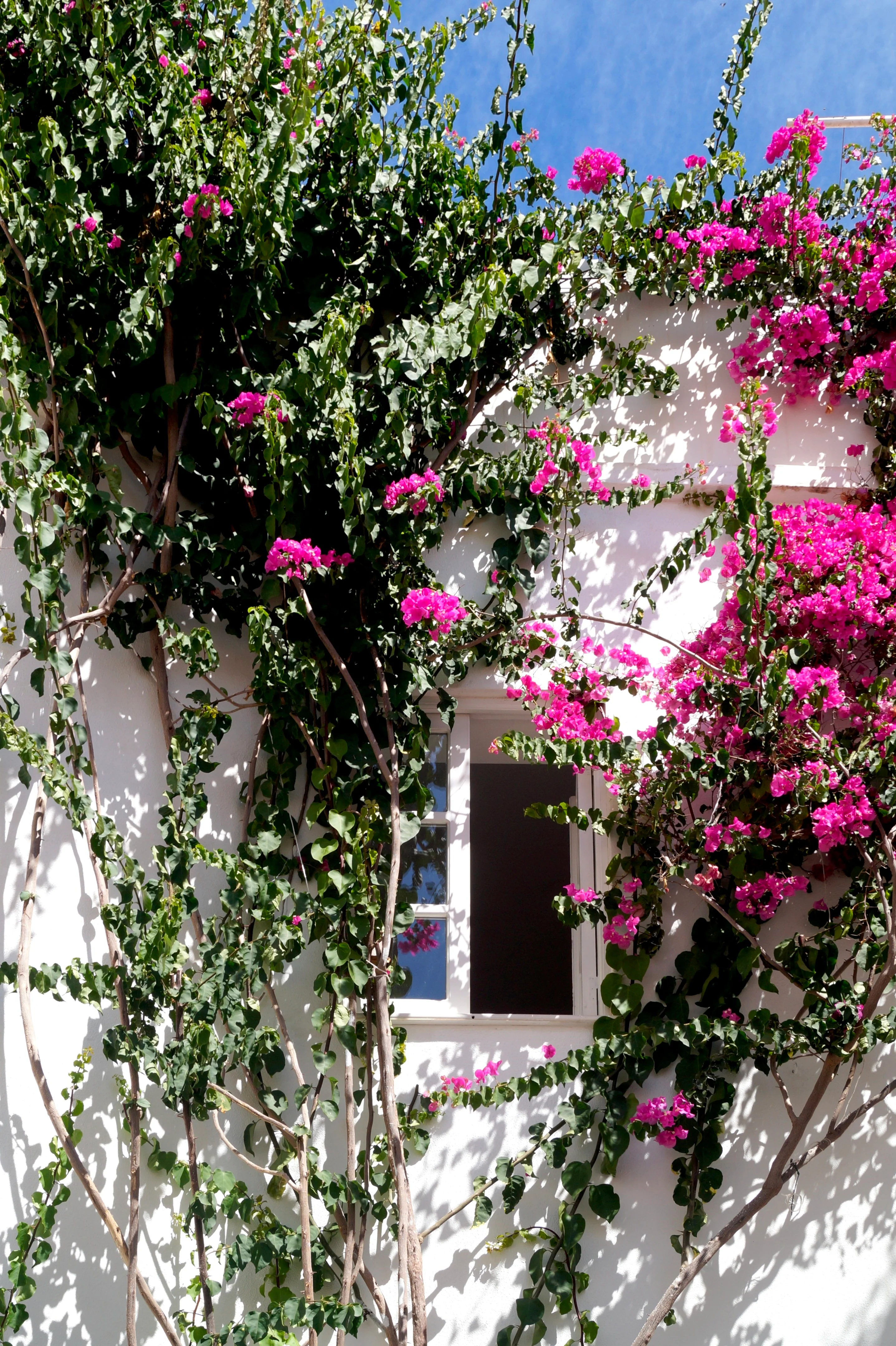 façade fleurie maison de ville au Portugal