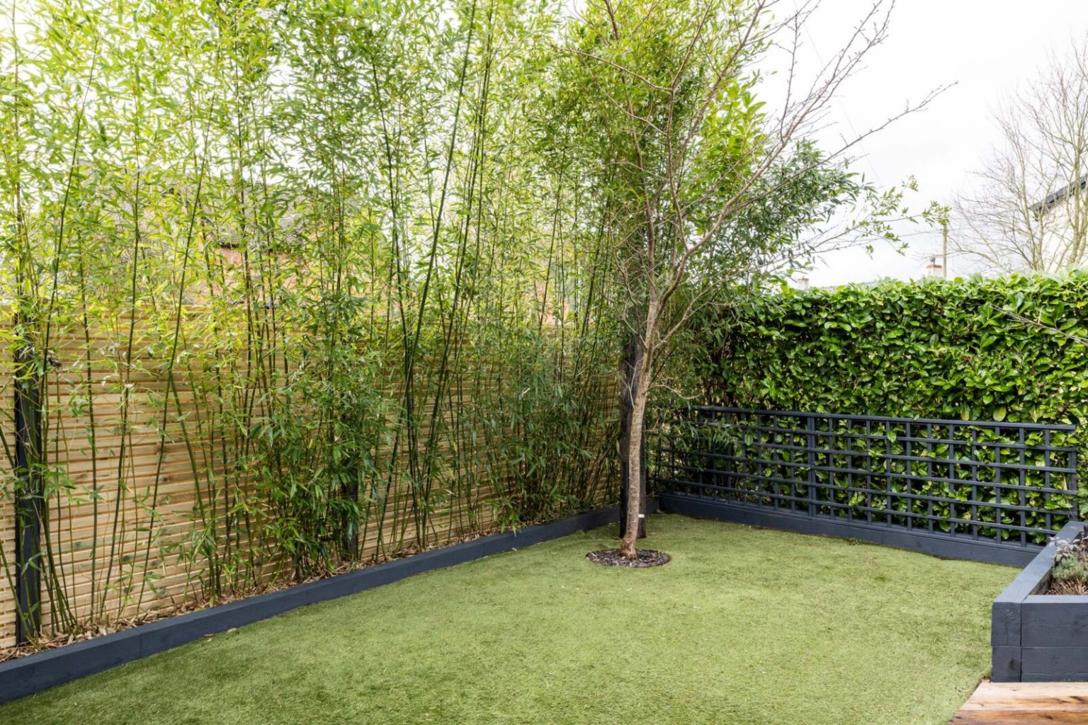 jardin avec bambous