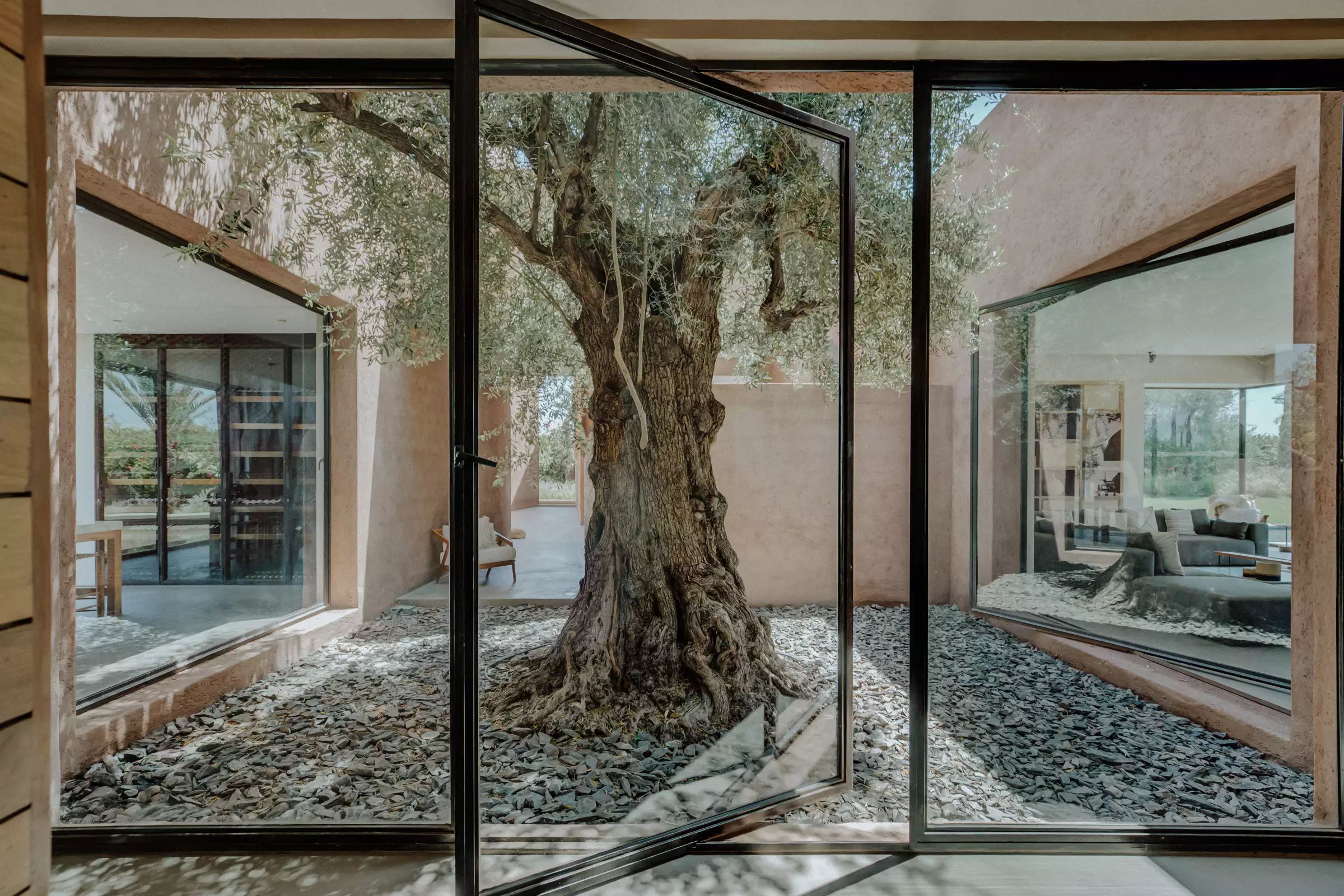 patio avec olivier centenaire