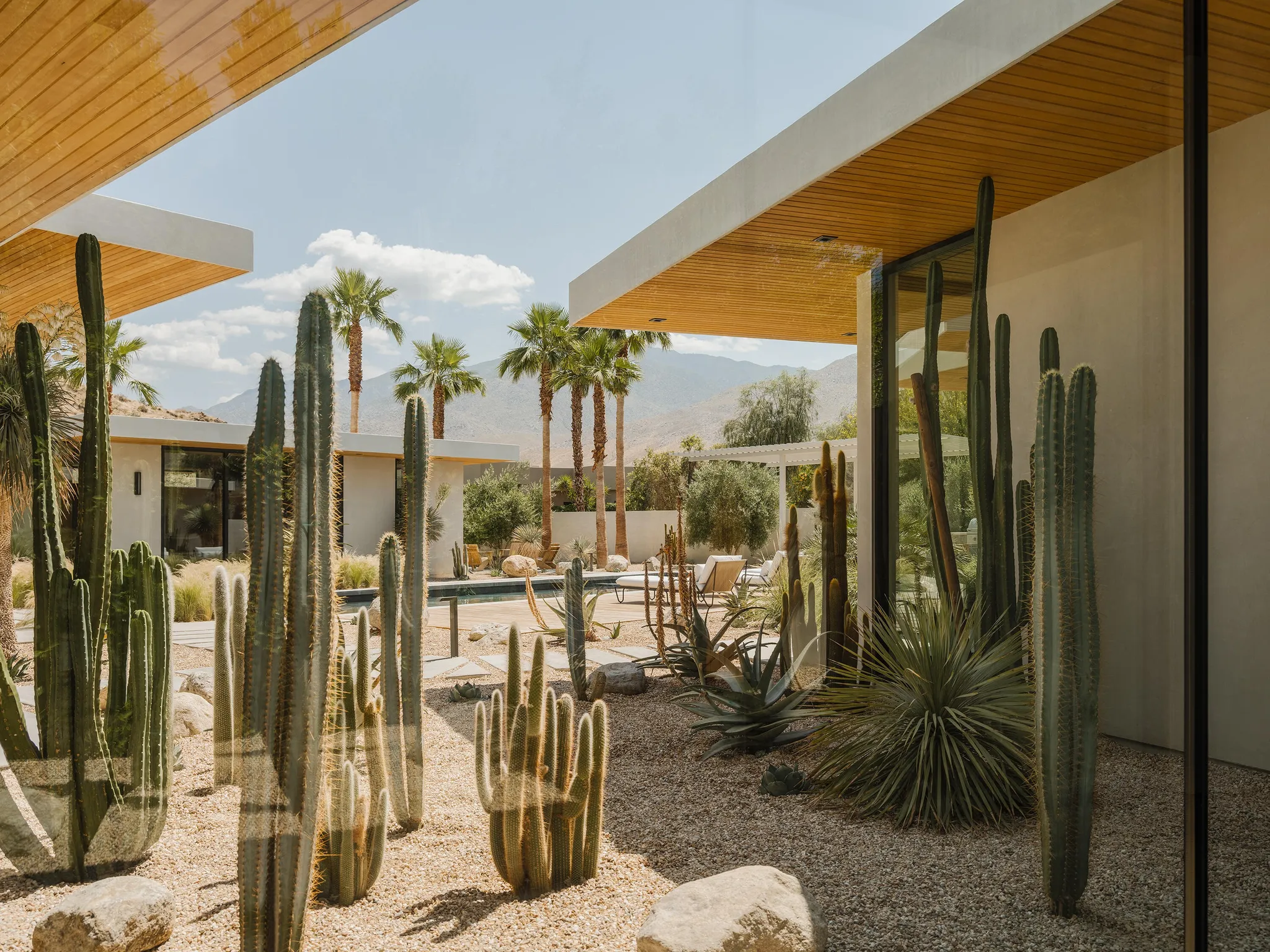 jardin sec avec cactus