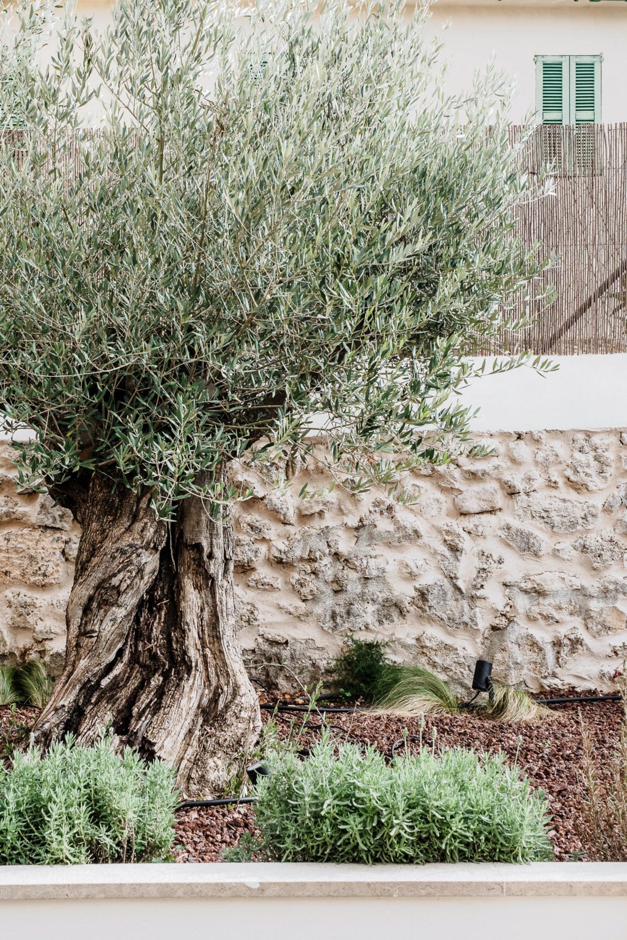 vieil olivier et mur de pierres