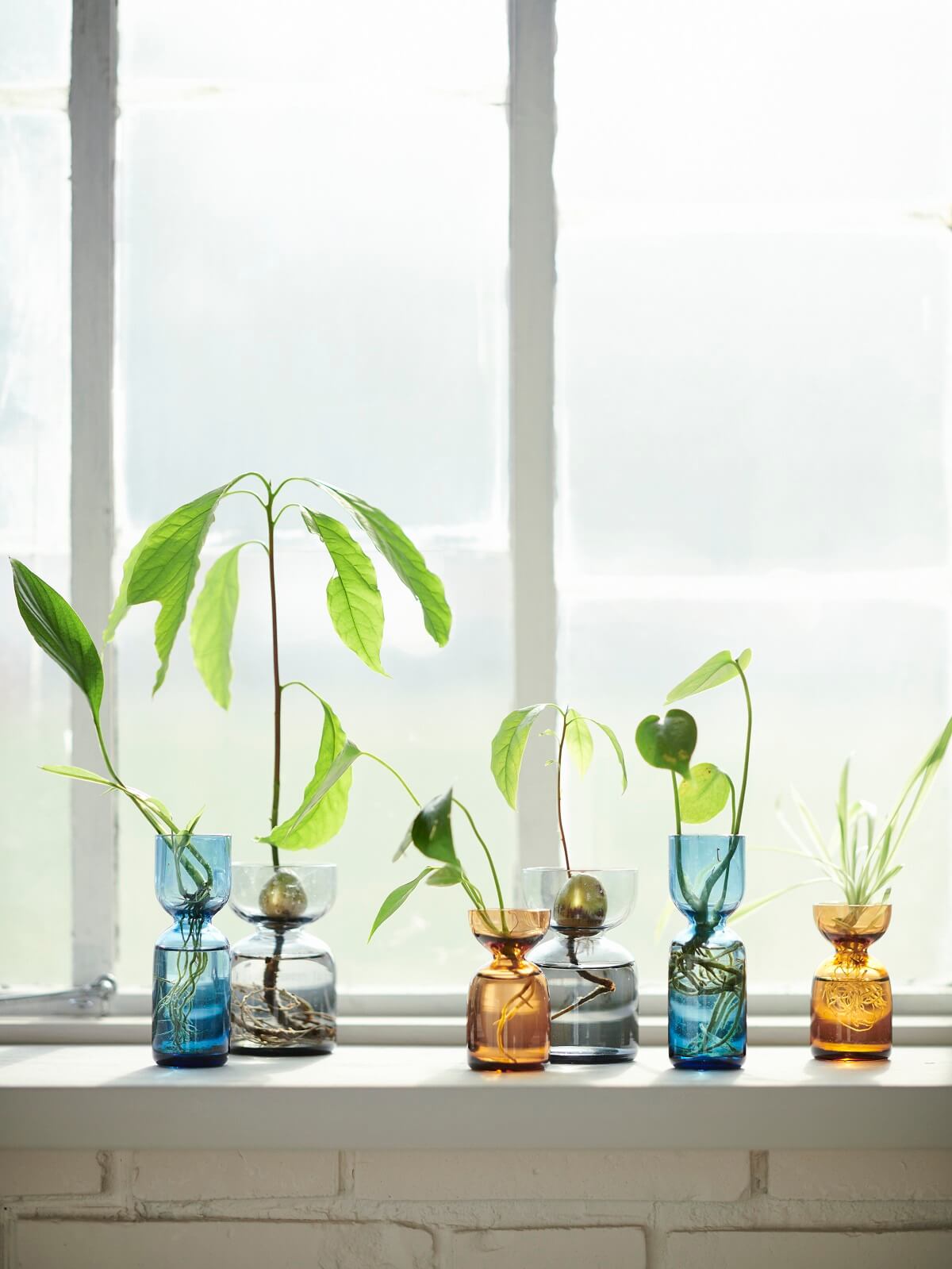 petit vase verre IKEA 2024 collection DAKSJUS plantes