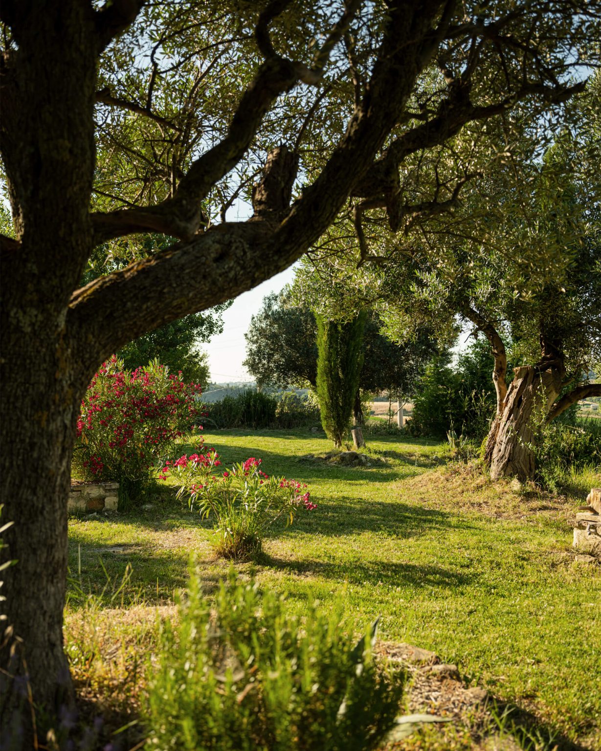 jardin avec vieux oliviers