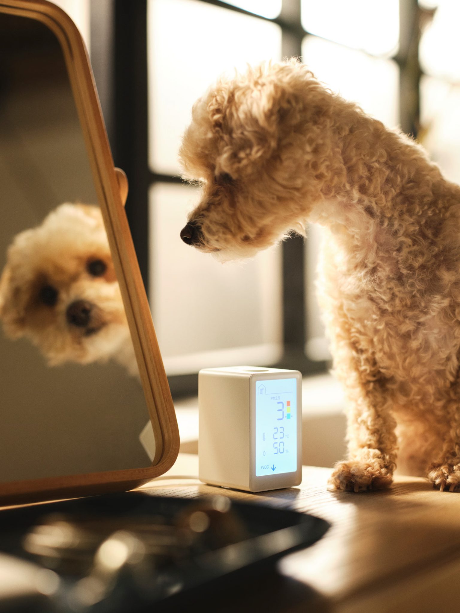 chien se regardant dans un miroir