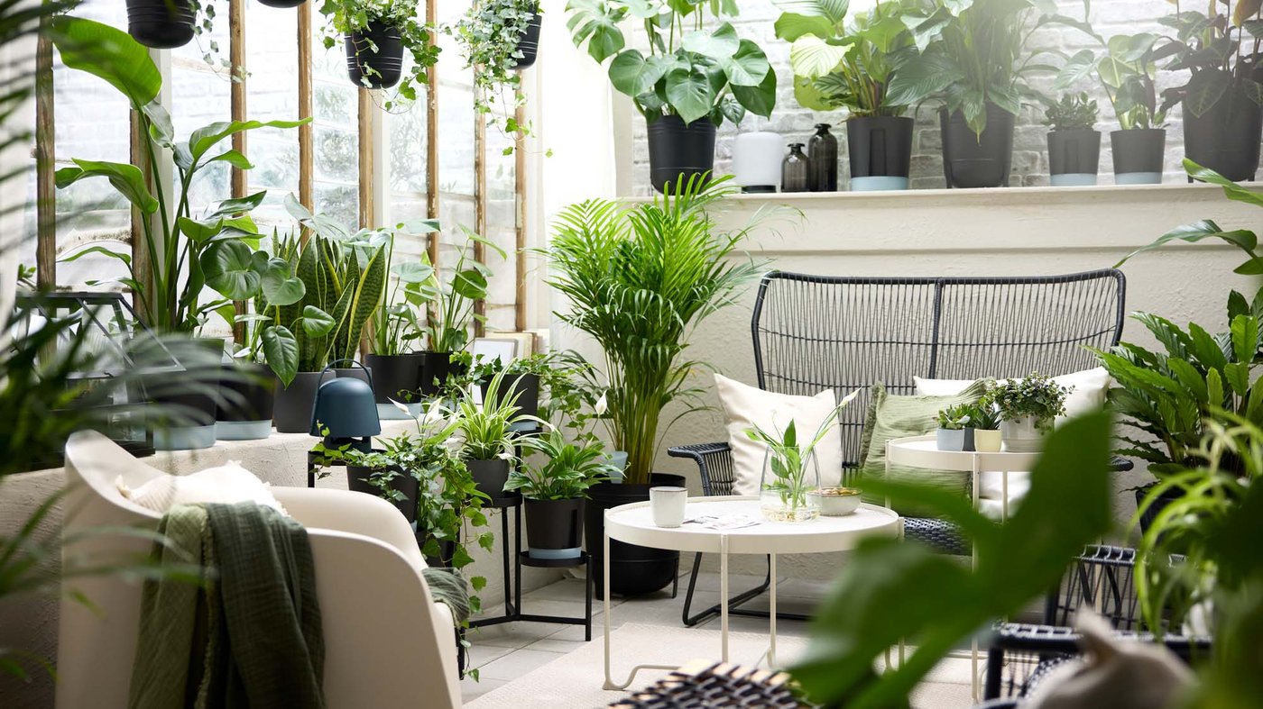 salon avec plantes vertes