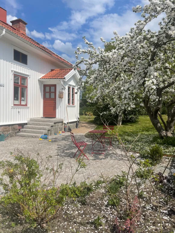 jardin avec pommier en fleurs